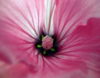 Fiore Fiore
