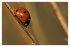 e i cocci sono tuoi e i cocci sono tuoi