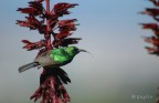 Sunbird Sunbird