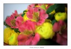 Rosa Giallo Verde