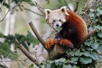 Panda Minore ... Panda Minore ...