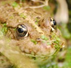 Lo sguardo del batrace Lo sguardo del batrace