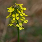 Fiore e ospite Fiore e ospite