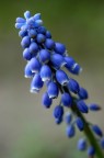 L'albero degli insetti sballati L'albero degli insetti sballati