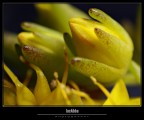 Prima macro Prima macro