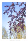 I colori della Primavera