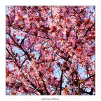 Groviglio Rosa Groviglio Rosa