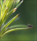 mini moschino.. mini moschino..