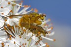 Sesso tra le nuvole Sesso tra le nuvole