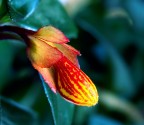 columnea columnea