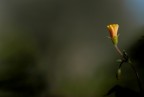 Piccolo fiore