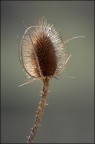 Controluce macro