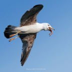 Preda o linguaccia... Preda o linguaccia...