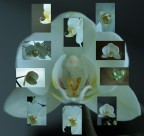 le mie piccole le mie piccole