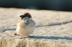 Passero comune Passero comune