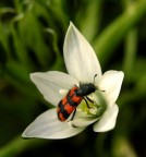 sul giglio di campo sul giglio di campo
