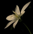 giglio di campo. giglio di campo.