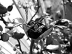 rosa bruciata3