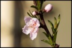 fiore di pesco fiore di pesco