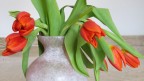 Tulipani casalinghi