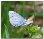 Farfallina (Everes alcetas) Farfallina (Everes alcetas)
