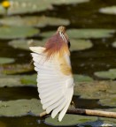 Pudore o Mimetismo? Pudore o Mimetismo?