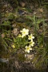 Primula Primula