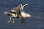 Volo...? Volo...?