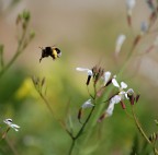 Oggi mi sento le zampe pesanti Oggi mi sento le zampe pesanti