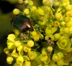 Nel giallo!! Nel giallo!!