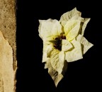 flower in the dark flower in the dark