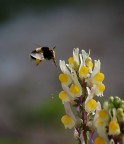 IMPOLLINATOR IMPOLLINATOR