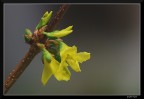 Forsythia (x Arsa) Forsythia (x Arsa)