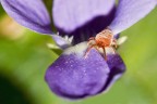 Viola, Casa Viola, Casa