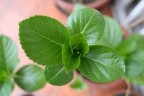 LA NASCITA DI NUOVE FOGLIE LA NASCITA DI NUOVE FOGLIE