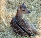 triste piccoletto triste piccoletto