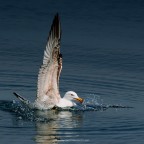 Straight Wings Straight Wings