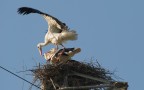 il primo nido di cicogne a Cascina  Pisa