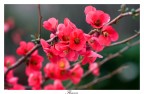 Flowers Flowers