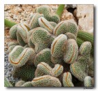 Ricci vegetali Ricci vegetali