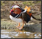 Anatra Mandarina Anatra Mandarina