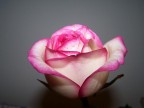una rosa per te... una rosa per te...