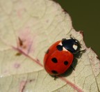 coccinella coccinella
