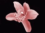 orchidea orchidea