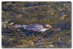 Sicuramente non  una immagine da forum di fotografia, per so che molti forse non hanno mai visto un merlo acquaiolo camminare sul fondo di un torrente in cerca di prede....
Saluti Ivo
