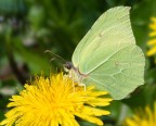 Gonepteryx rhamni " Cedronella " Gonepteryx rhamni " Cedronella "