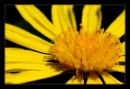Un naufrago in un mare di giallo..... Un naufrago in un mare di giallo.....