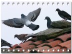CANON EOS 300D, CANON EF 300 F4L