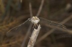 Dragonfly Dragonfly