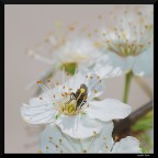 Perso (x Alby) Perso (x Alby)